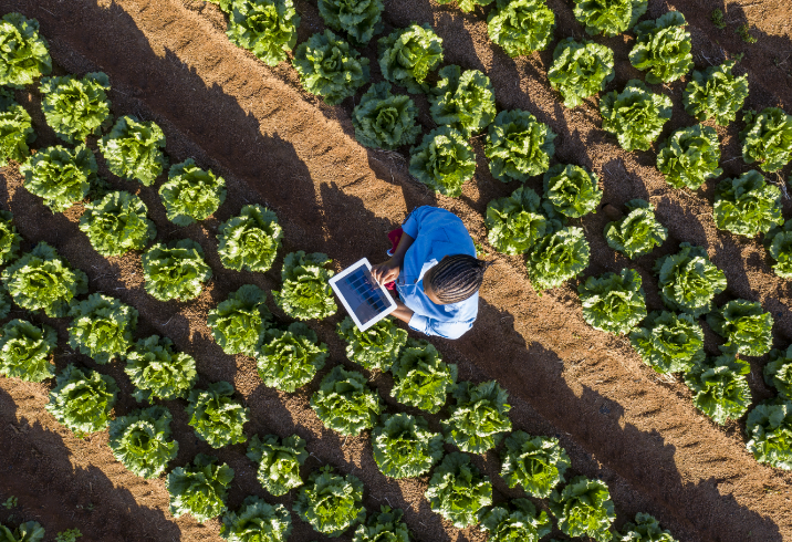 A woman is standing with her tablet in the middle of a cabbage patch.