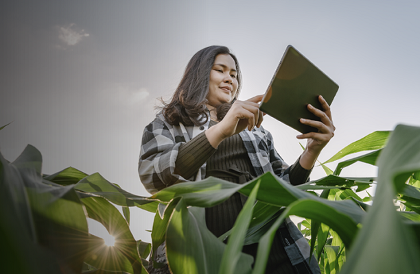 A woman is looking at her tablet screen while standing at a farm.